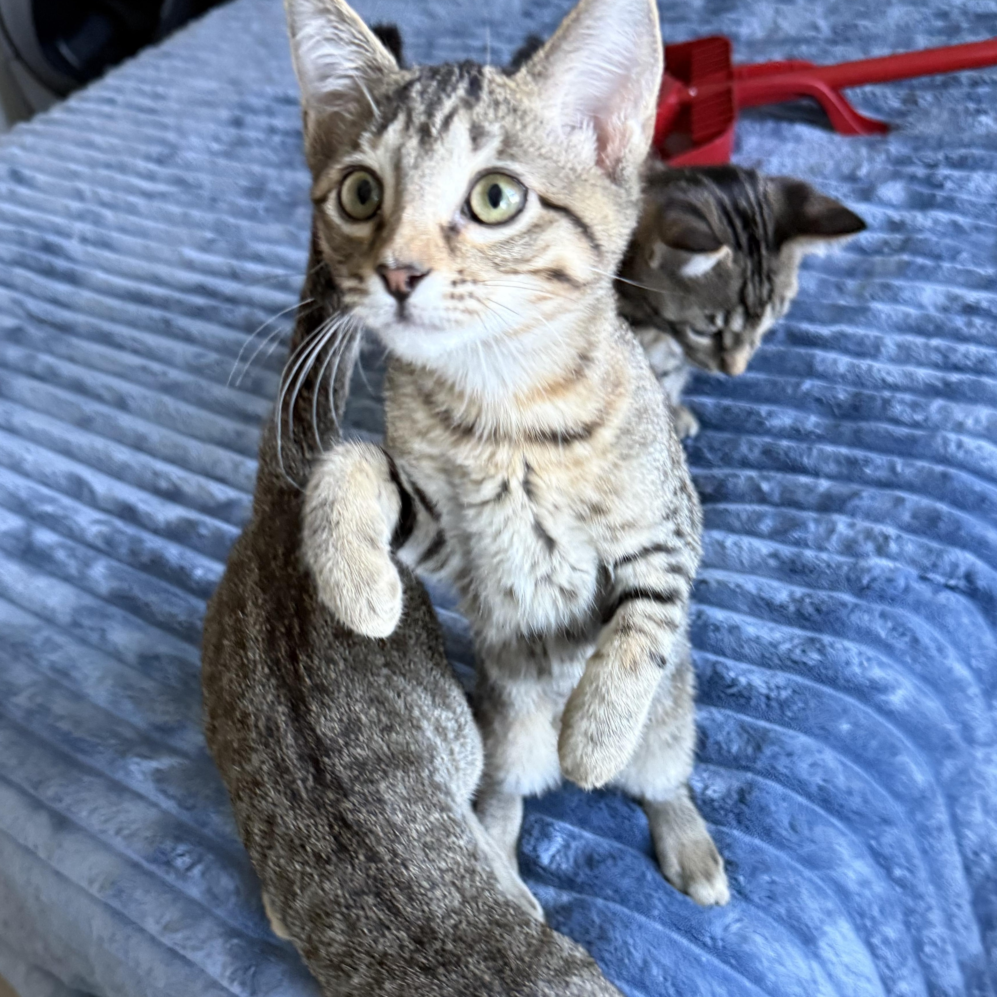 Enlarge Sabine, a ADOPTABLE Domestic Short Hair in Parkland, FL image 4/4