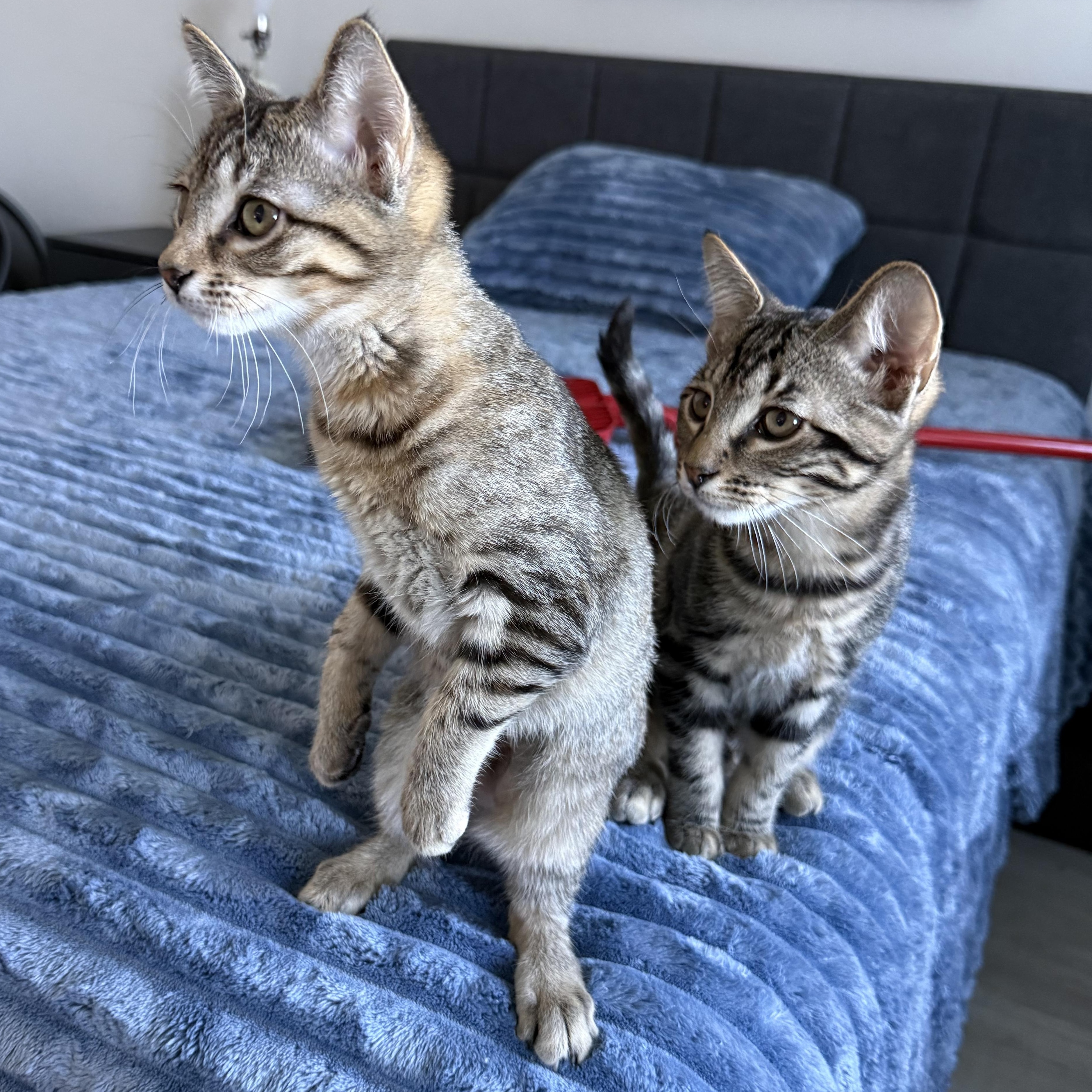 Enlarge Sabine, a ADOPTABLE Domestic Short Hair in Parkland, FL image 2/4