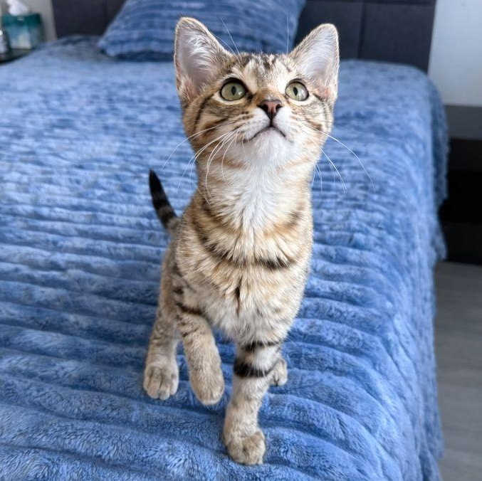 Enlarge Sabine, a ADOPTABLE Domestic Short Hair in Parkland, FL image 1/4