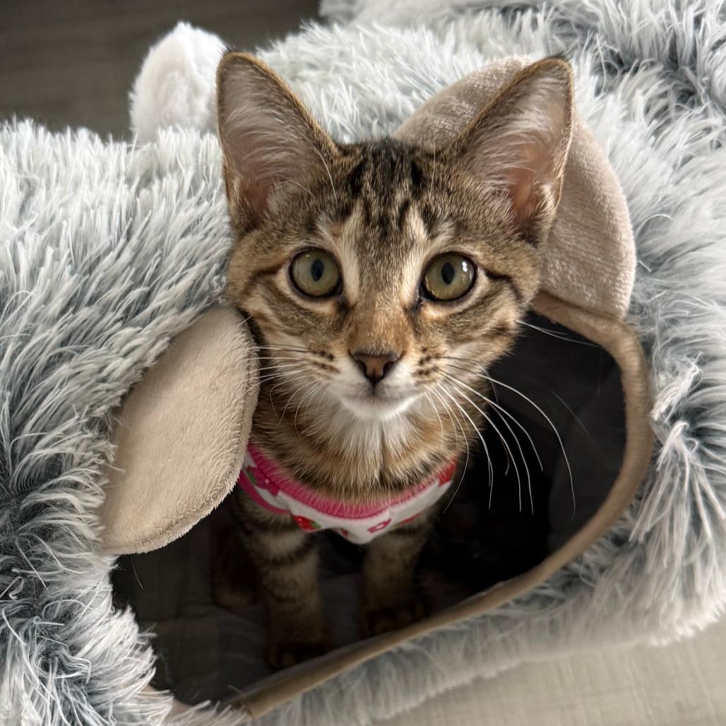 Enlarge Sabine, an adopted Domestic Short Hair in Parkland, FL image 2/5