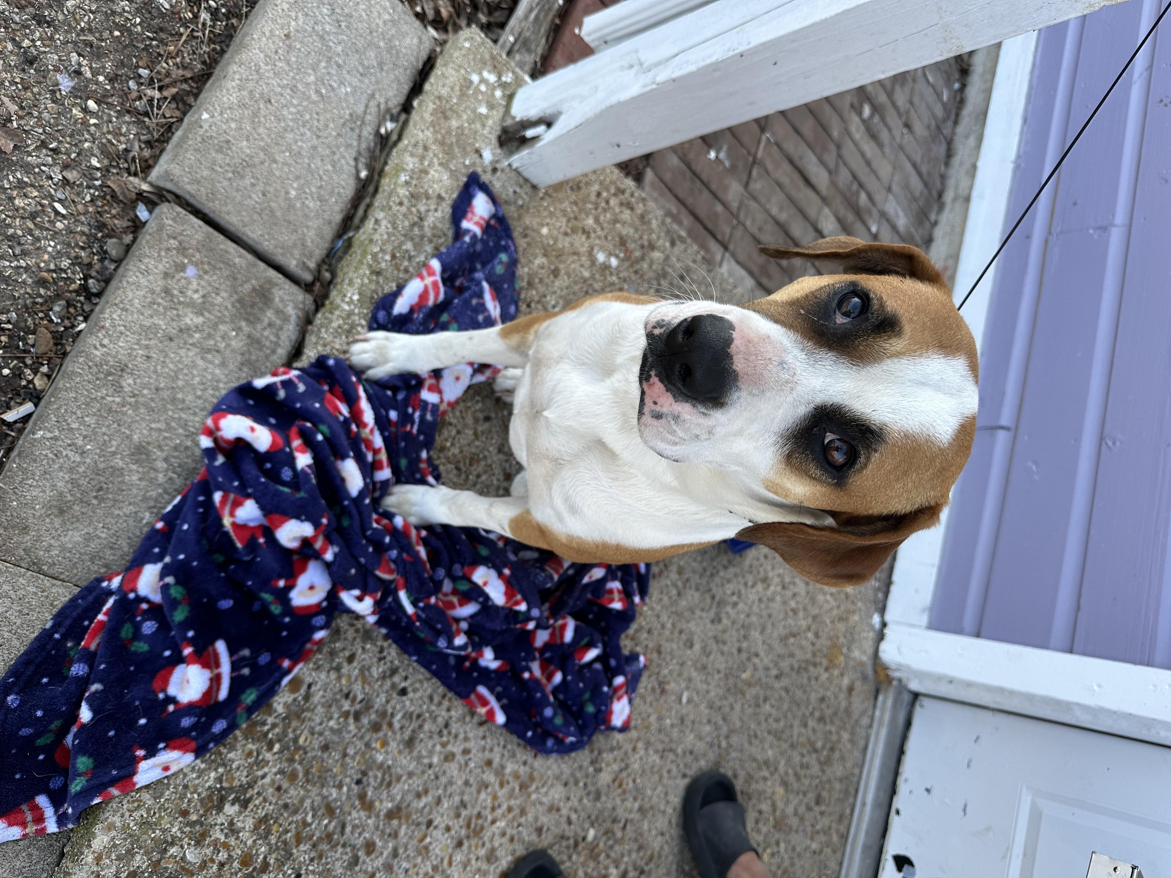 JILL, Adoptable, Young Female Boxer & Mixed Breed.