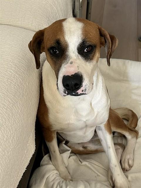 JILL, Adoptable, Young Female Boxer & Mixed Breed.