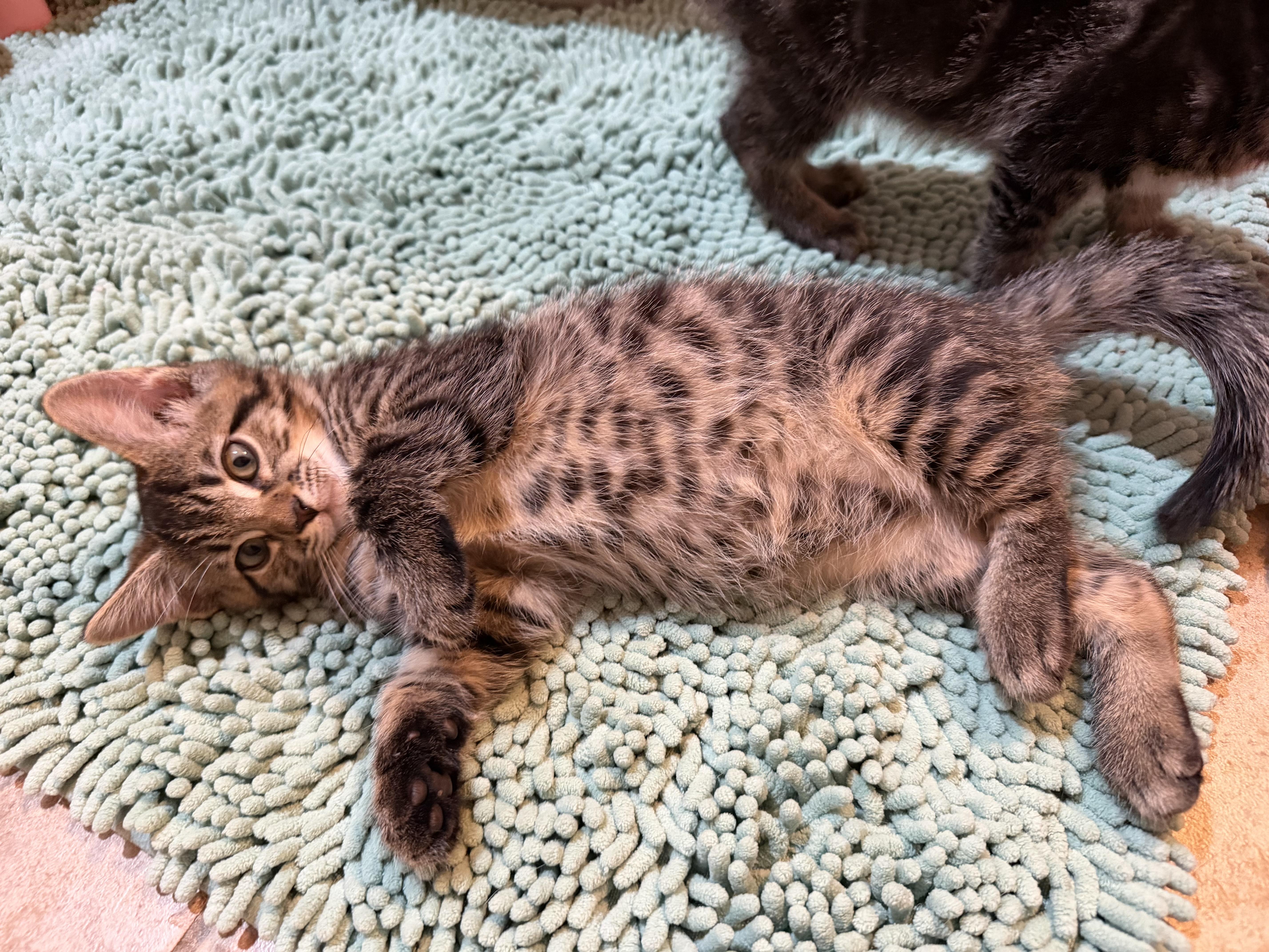 Gizmo - RF Petsmart, an adopted Domestic Medium Hair in Spring, TX image 4/6