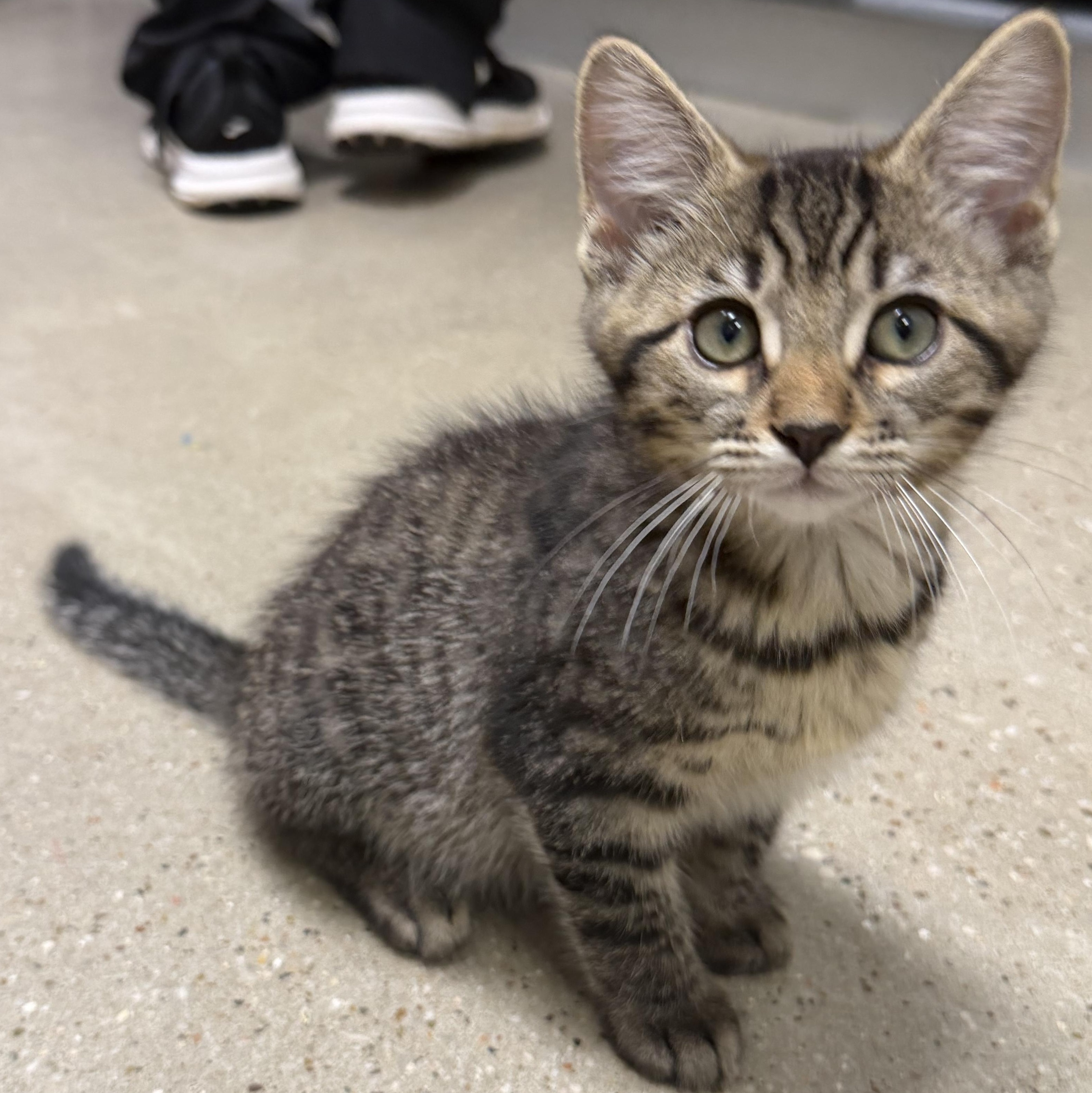 Gizmo - RF Petsmart, adopted, Kitten Male Domestic Medium Hair.