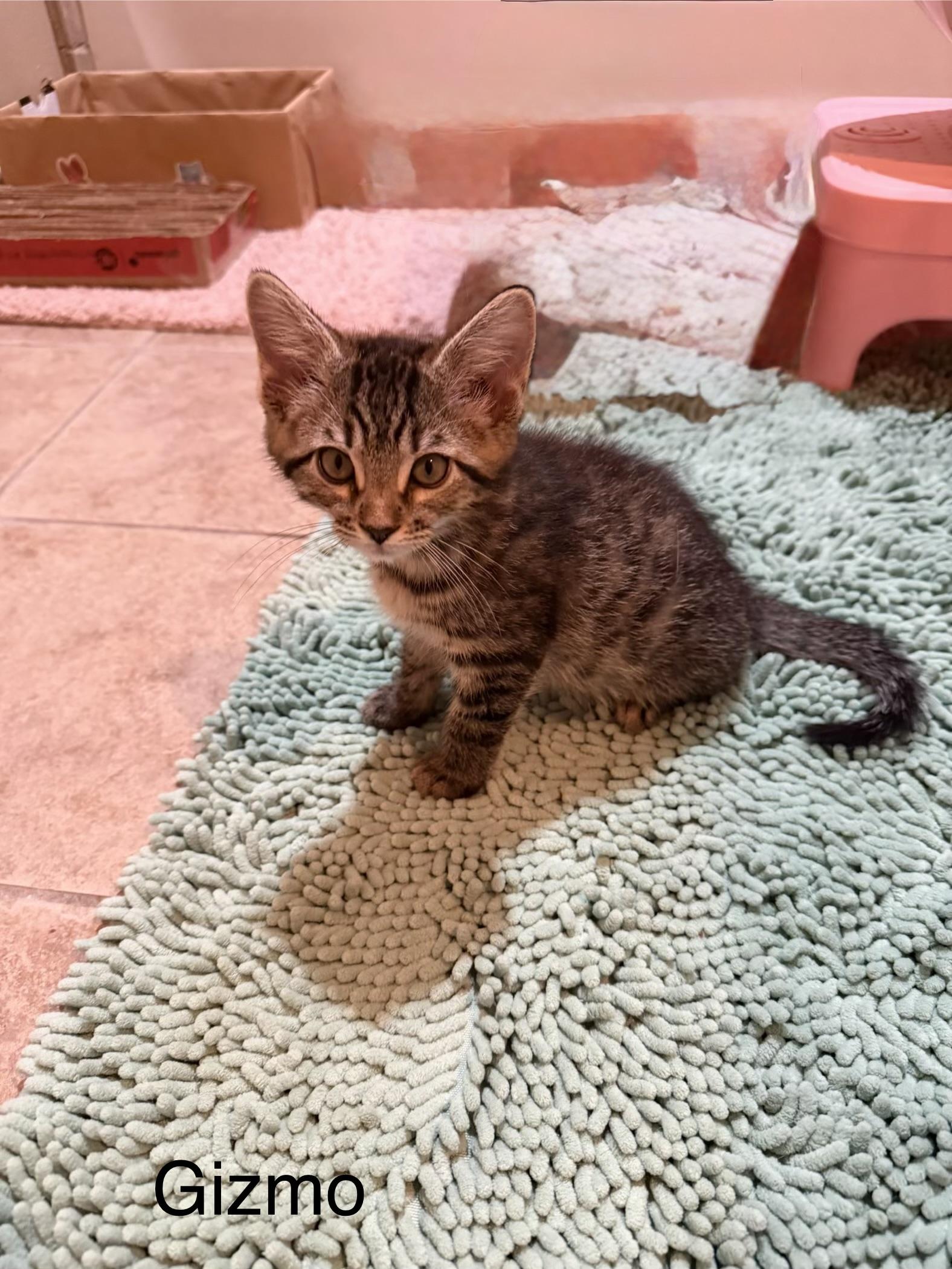 Gizmo - RF Petsmart, an adopted Domestic Medium Hair in Spring, TX image 2/6