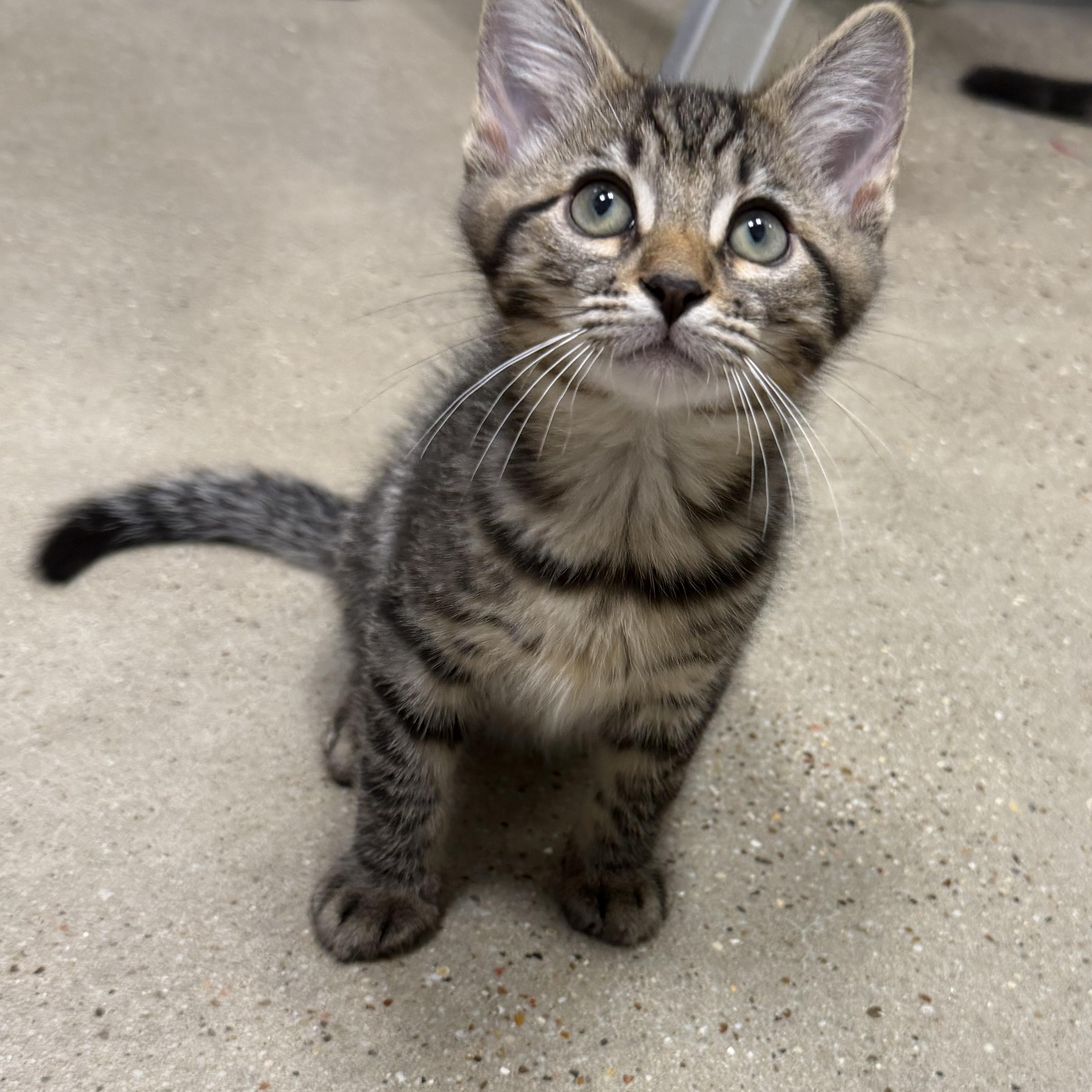Gizmo - RF Petsmart, an adopted Domestic Medium Hair in Spring, TX image 5/6