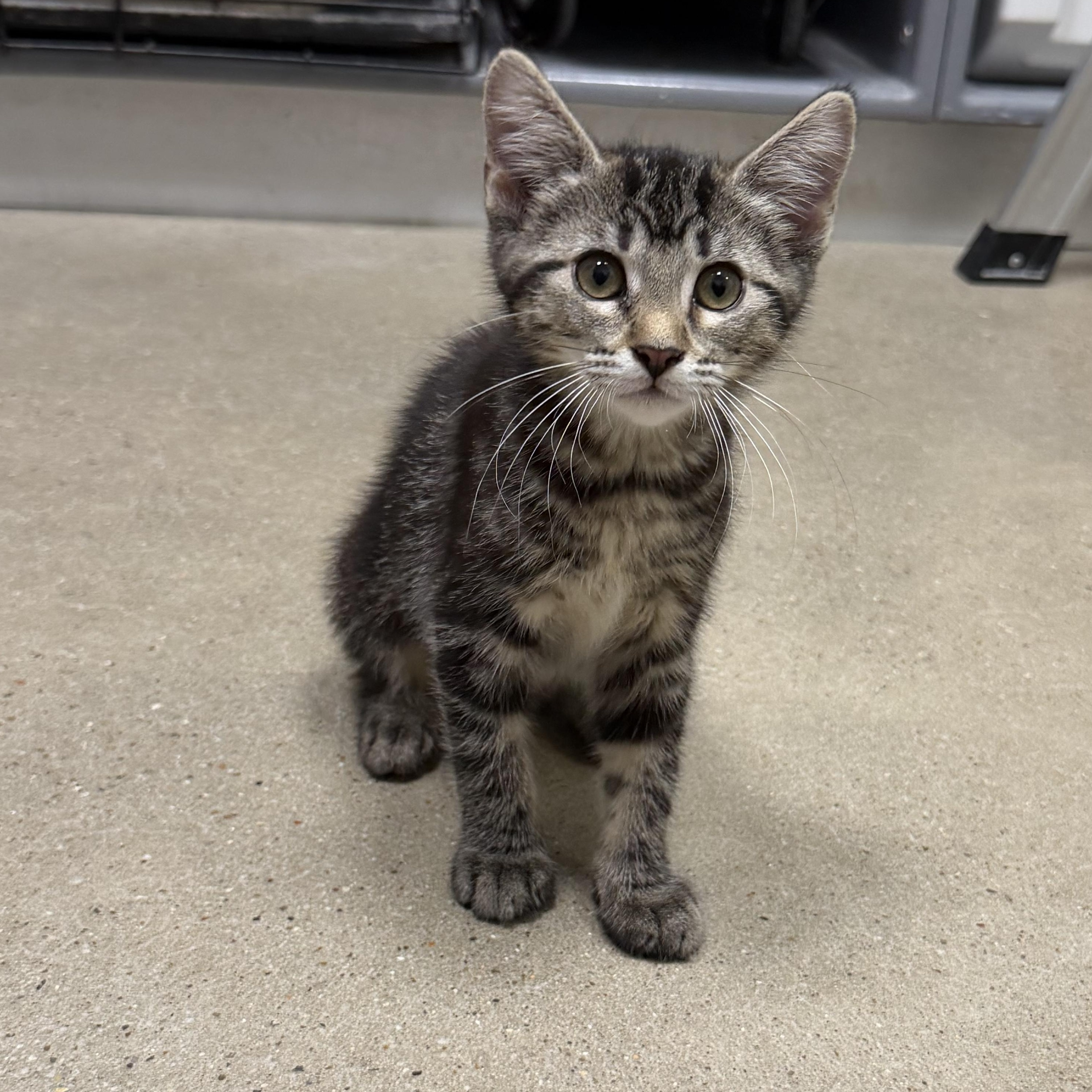Gizmo - RF Petsmart, an adopted Domestic Medium Hair in Spring, TX image 6/6