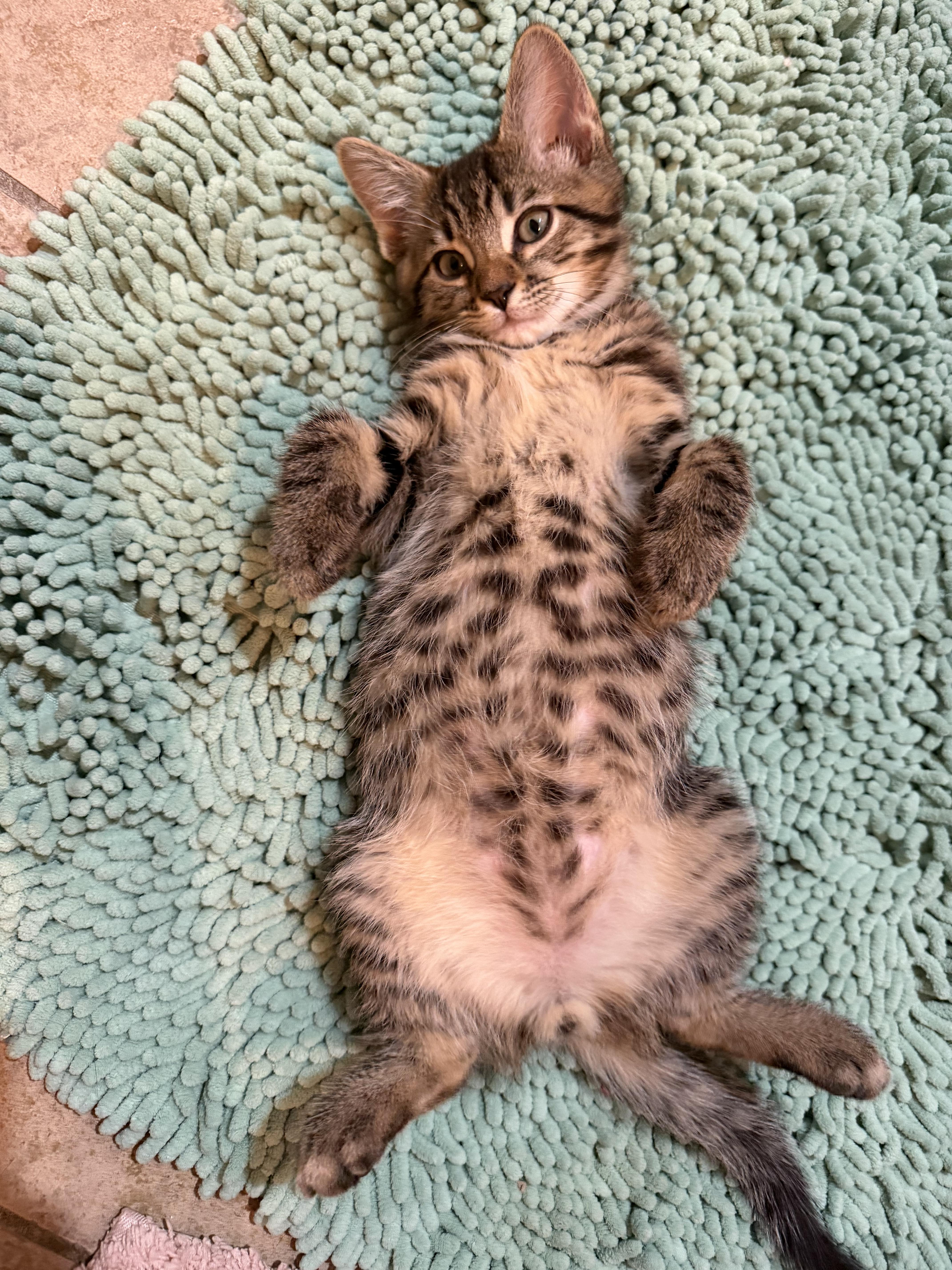 Gizmo - RF Petsmart, an adopted Domestic Medium Hair in Spring, TX image 3/6