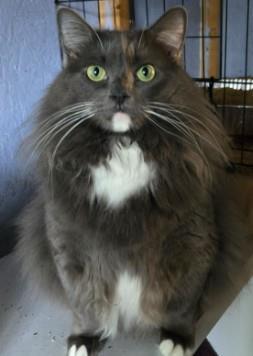 Enlarge Dinah, a Adoptable Maine Coon in La Jolla, CA image 1/1