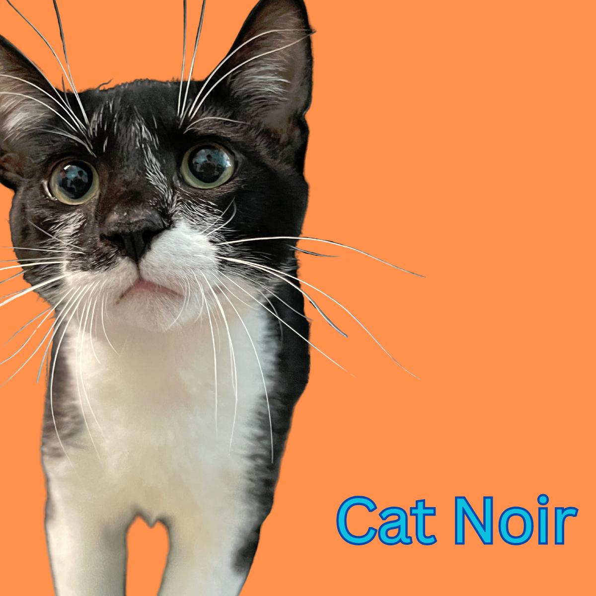Cat Noir, an adoptable Tuxedo in South Padre Island, TX, 78597 | Photo Image 1