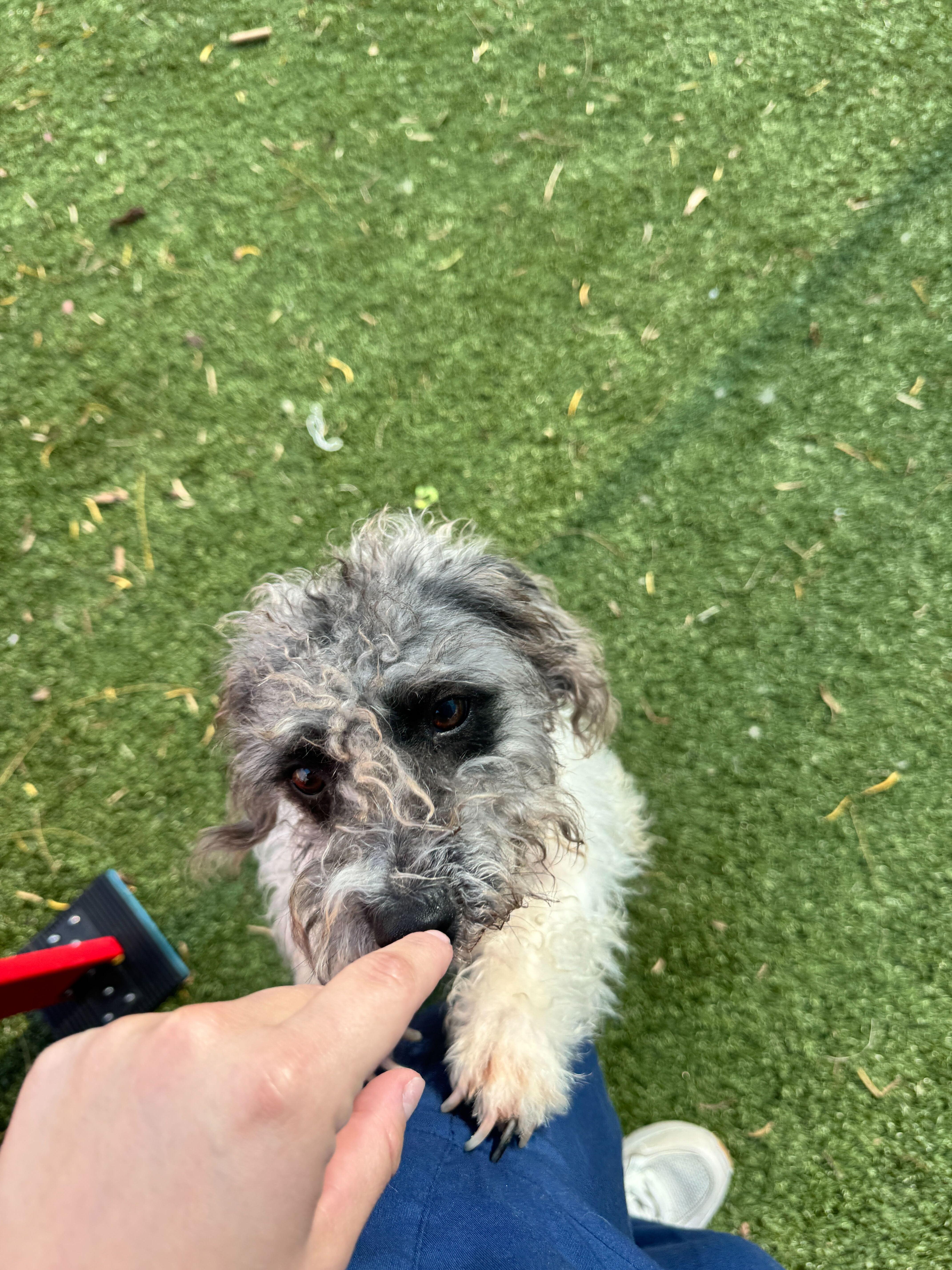 Luna, ADOPTABLE, Adult Female Shih Tzu.