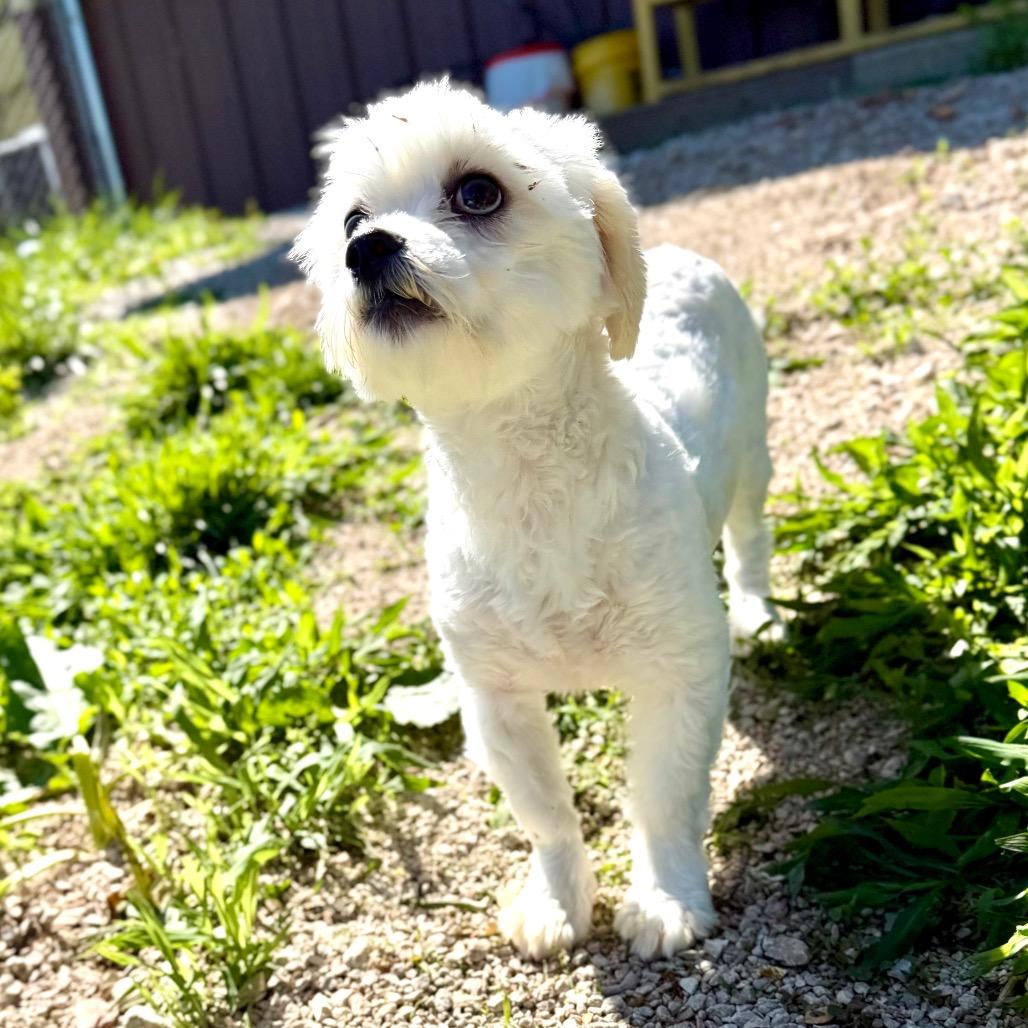 Hero - Missouri MR26-41, Adoptable, Adult Male Maltese & Miniature Poodle.