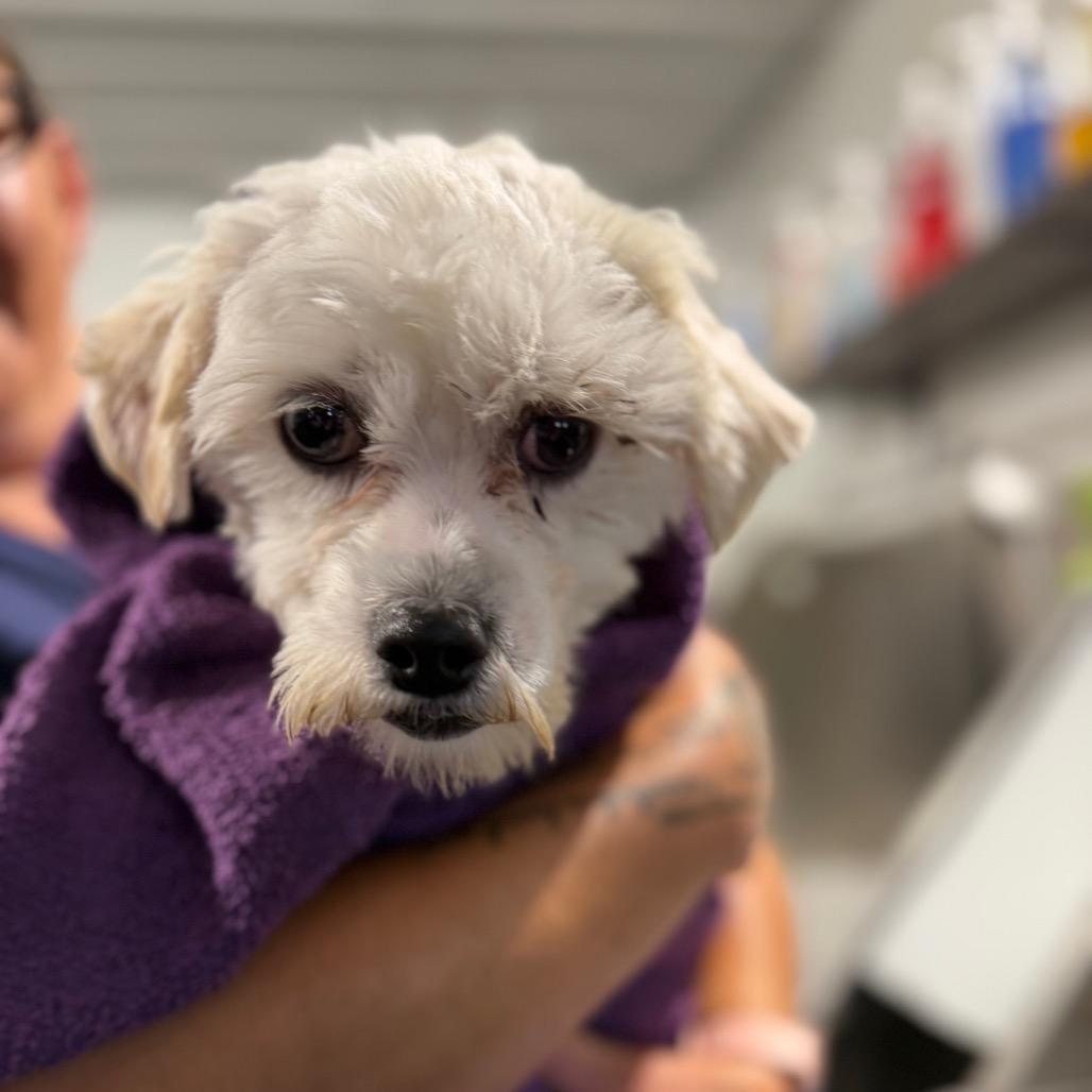 Hero - Missouri MR26-41, a Adoptable mixed breed in Peyton, CO image 1/6