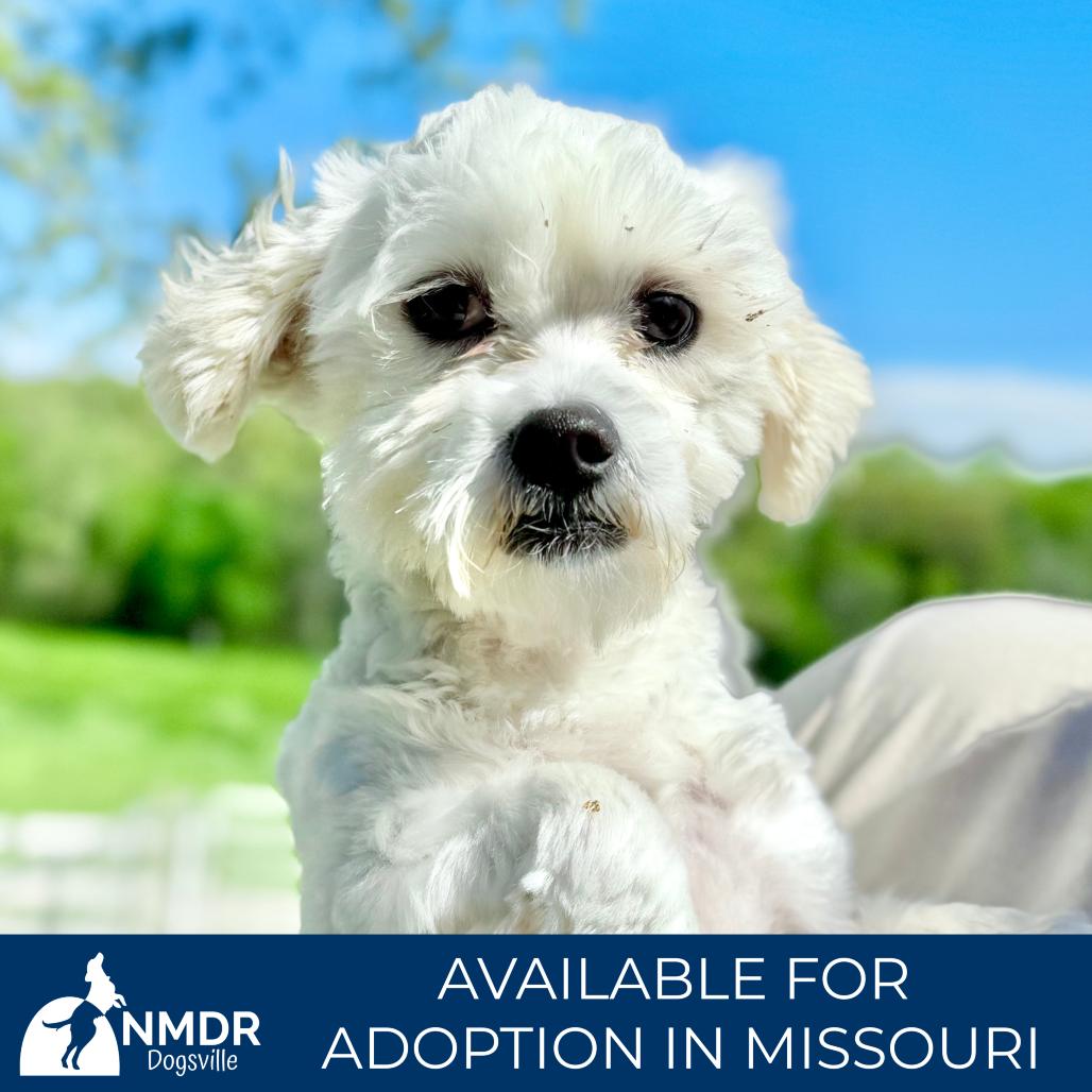 Hero - Missouri MR26-41, a Adoptable mixed breed in Peyton, CO image 2/6