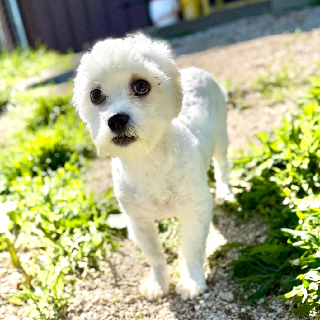 Hero - Missouri MR26-41, a Adoptable mixed breed in Peyton, CO image 2/6