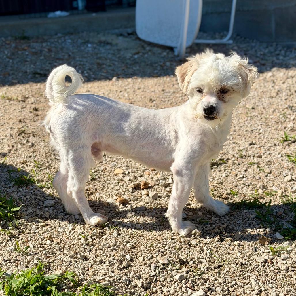 Hero - Missouri MR26-41, a Adoptable mixed breed in Peyton, CO image 3/6
