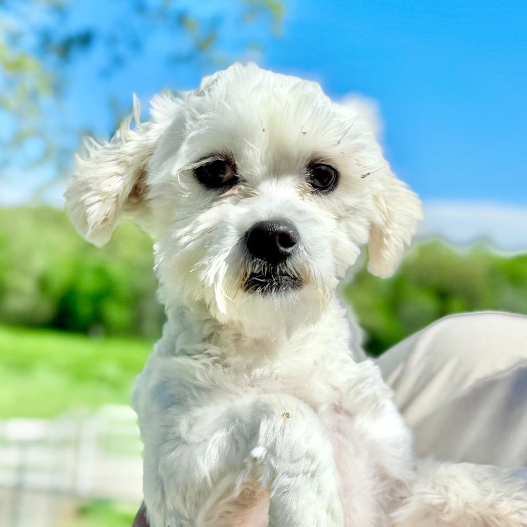 Hero - Missouri MR26-41, a Adoptable mixed breed in Peyton, CO image 4/6