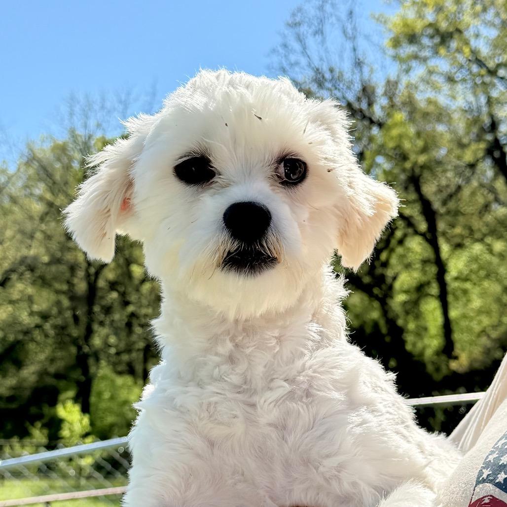 Hero - Missouri MR26-41, a Adoptable mixed breed in Peyton, CO image 4/6