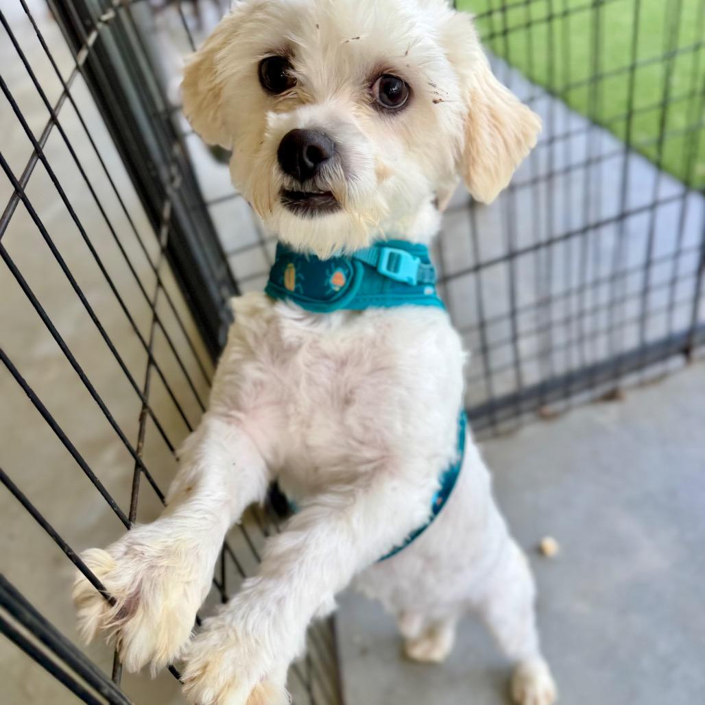 Hero - Missouri MR26-41, a Adoptable mixed breed in Peyton, CO image 5/6