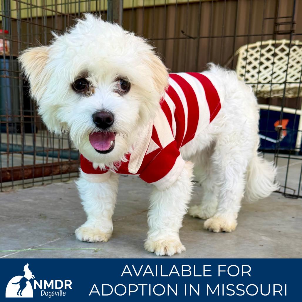 Hero - Missouri MR26-41, a Adoptable mixed breed in Peyton, CO image 6/6