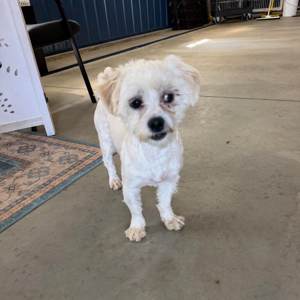 Hero - Missouri MR26-41, a Adoptable mixed breed in Peyton, CO image 5/6
