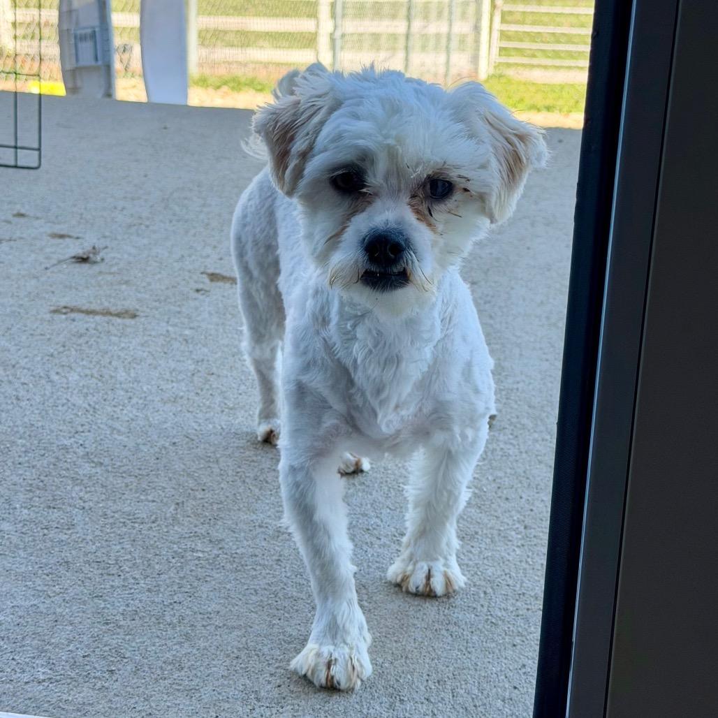 Hero - Missouri MR26-41, a Adoptable mixed breed in Peyton, CO image 6/6