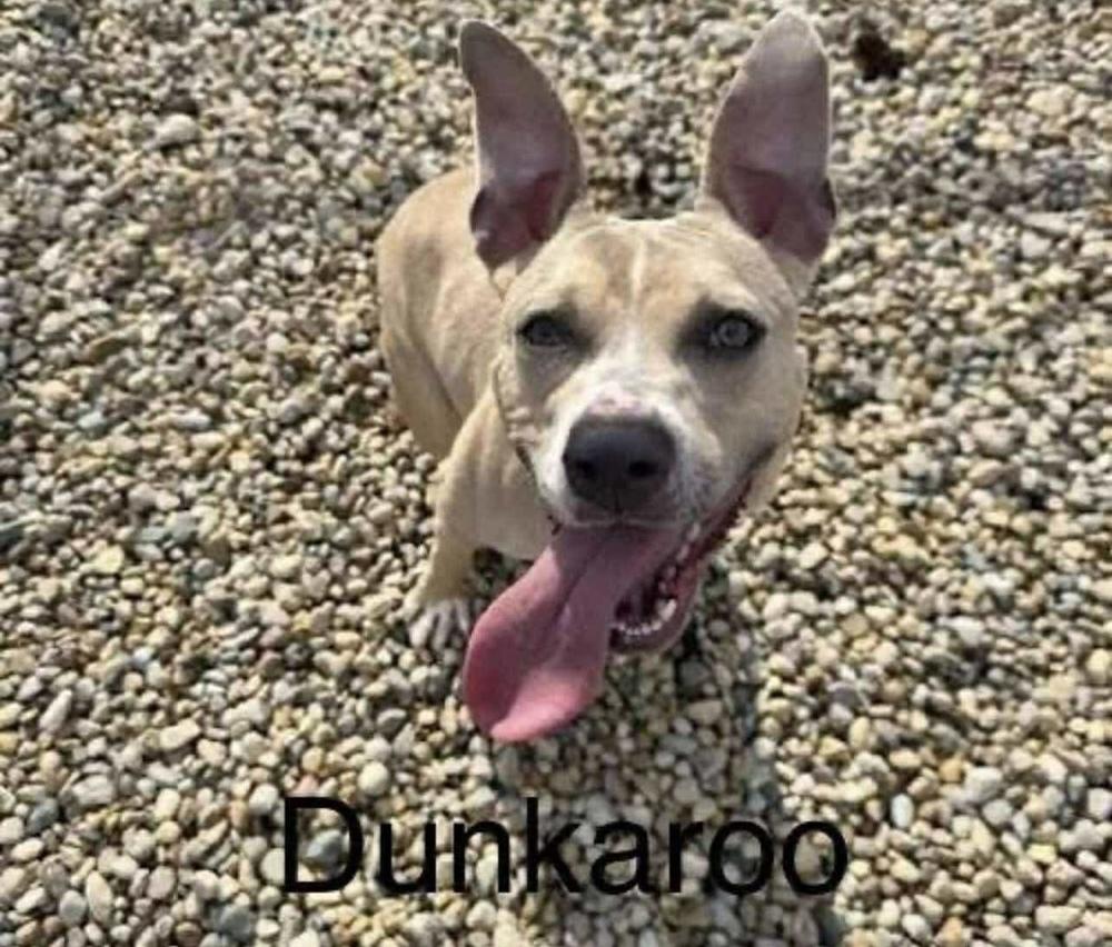Roo (Dunk-A-Roo), Young Female Pit Bull Terrier