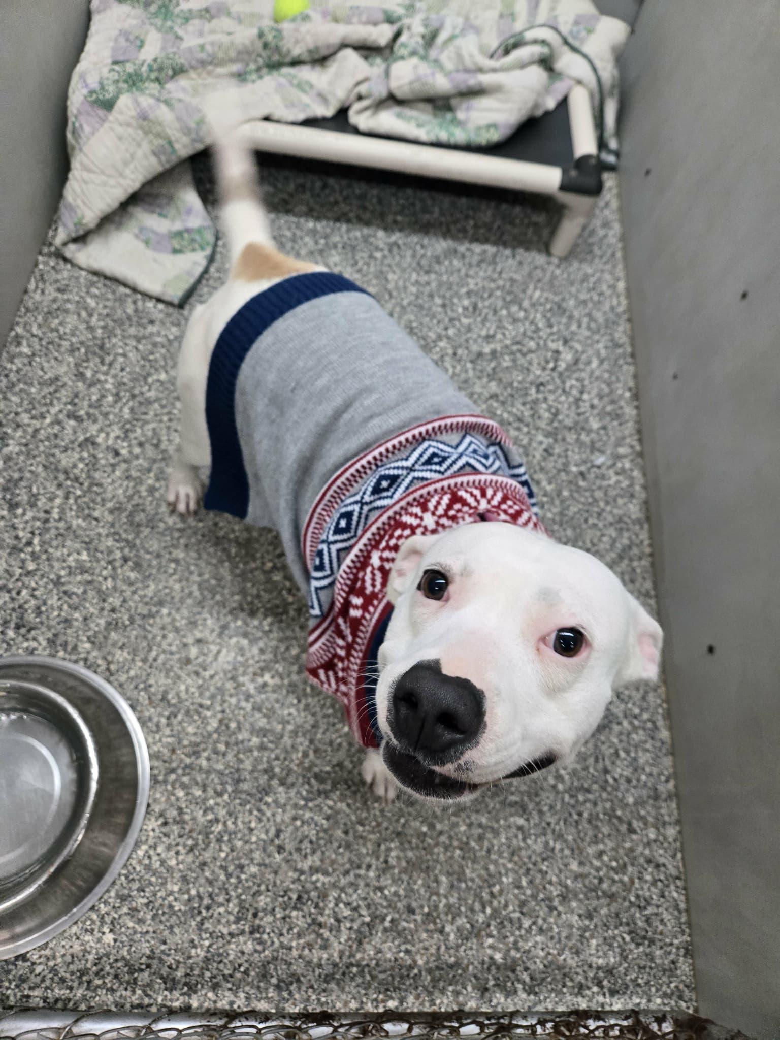 Snow, a Adoptable mixed breed in Parma, OH image 1/2