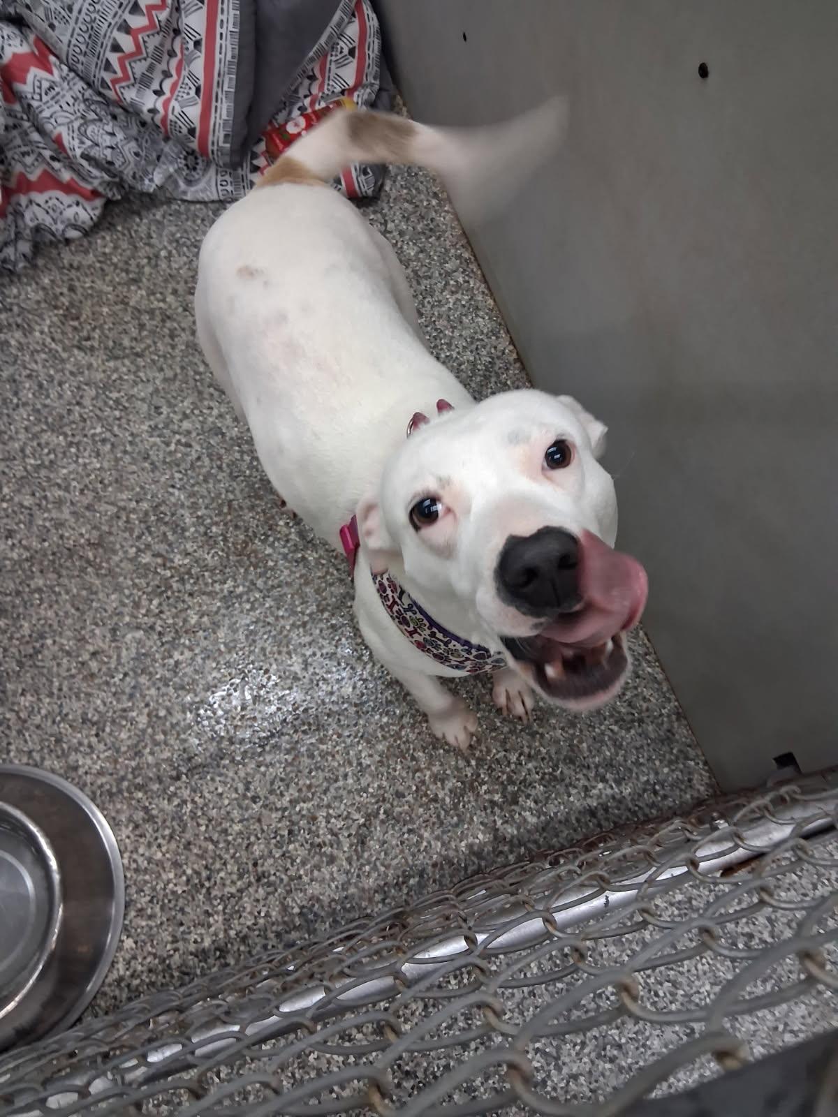 Snow, Adoptable, Adult Female Labrador Retriever & English Pointer.