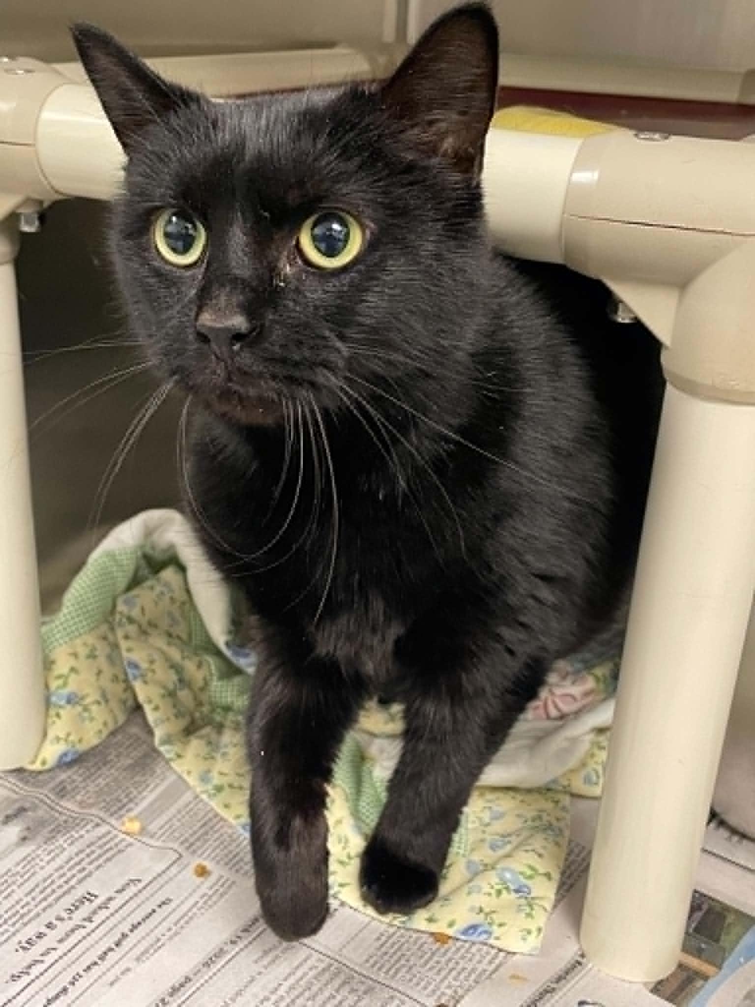 Odette, Adoptable, Adult Female Domestic Short Hair.