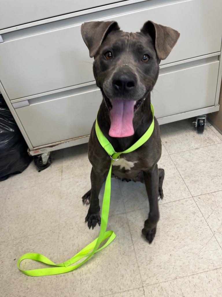 Enlarge Persie, a Adoptable mixed breed in Mount Gilead, NC image 1/6