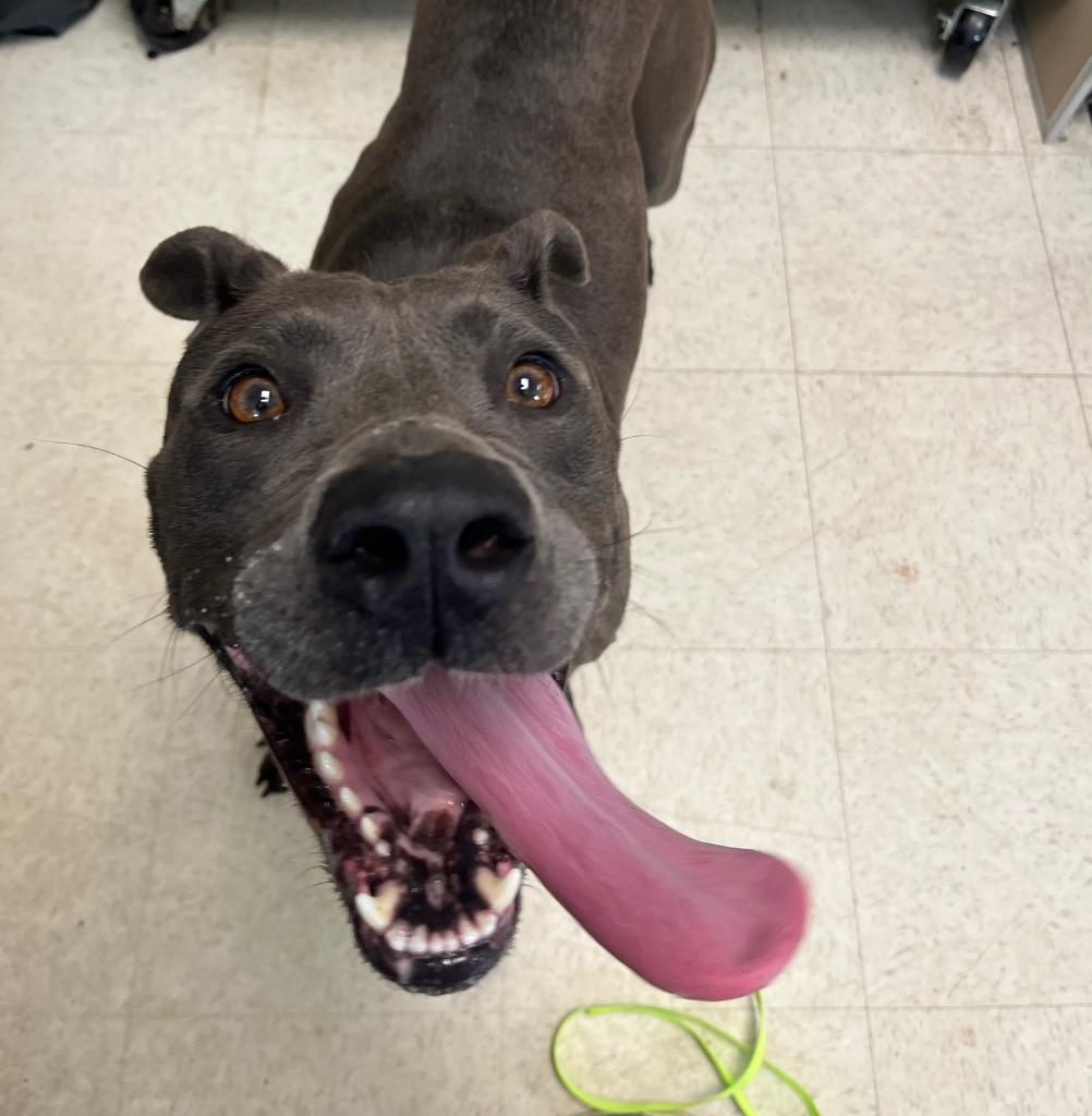 Enlarge Persie, a Adoptable mixed breed in Mount Gilead, NC image 2/6