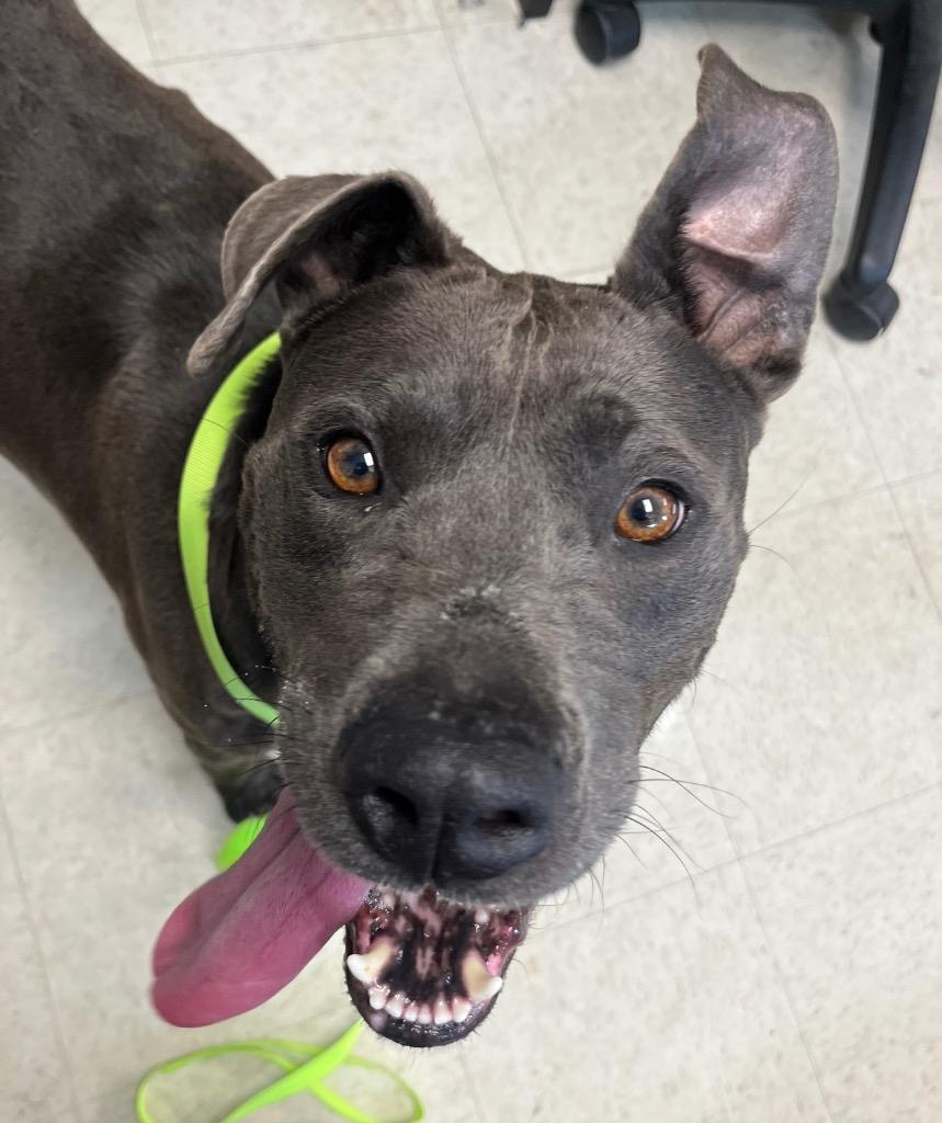 Enlarge Persie, a Adoptable mixed breed in Mount Gilead, NC image 4/6