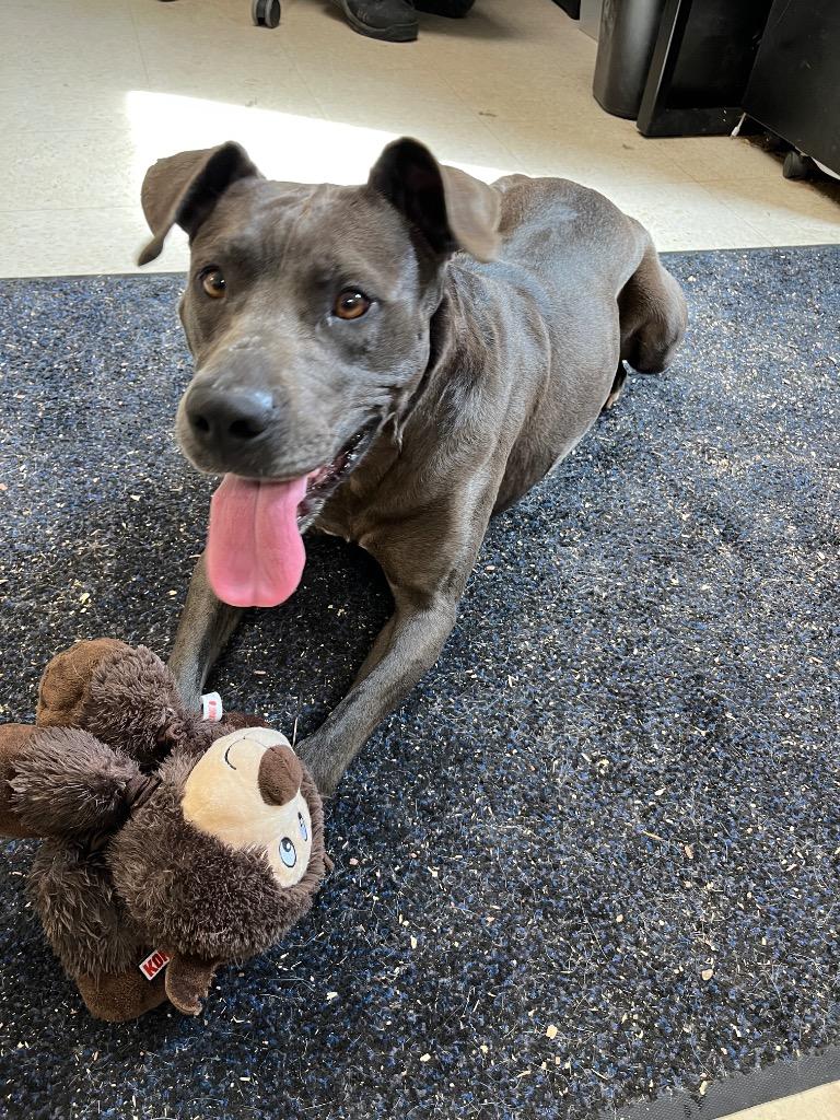 Enlarge Persie, a Adoptable mixed breed in Mount Gilead, NC image 5/6