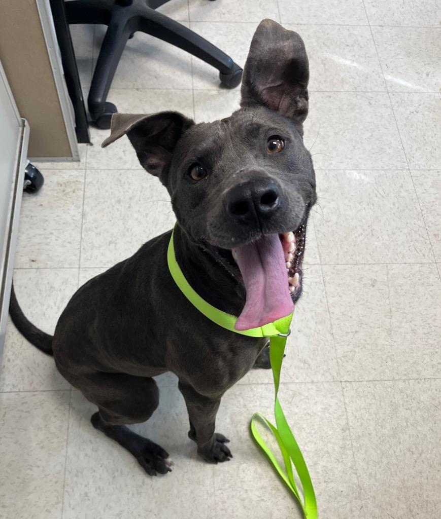 Enlarge Persie, a Adoptable mixed breed in Mount Gilead, NC image 6/6
