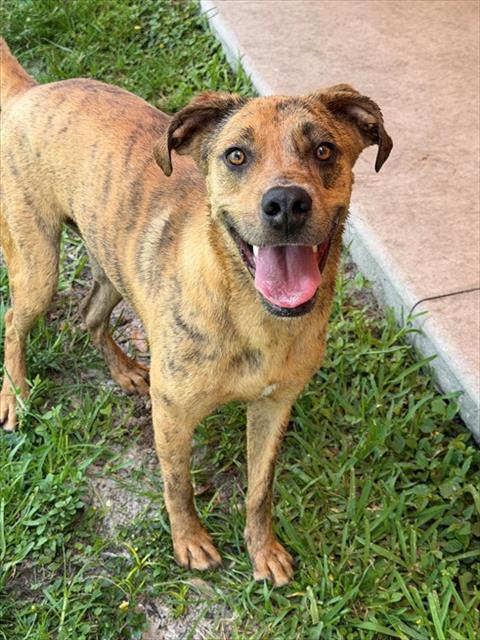 Enlarge LINCOLN, a Adoptable mixed breed in Fort Myers, FL image 1/1