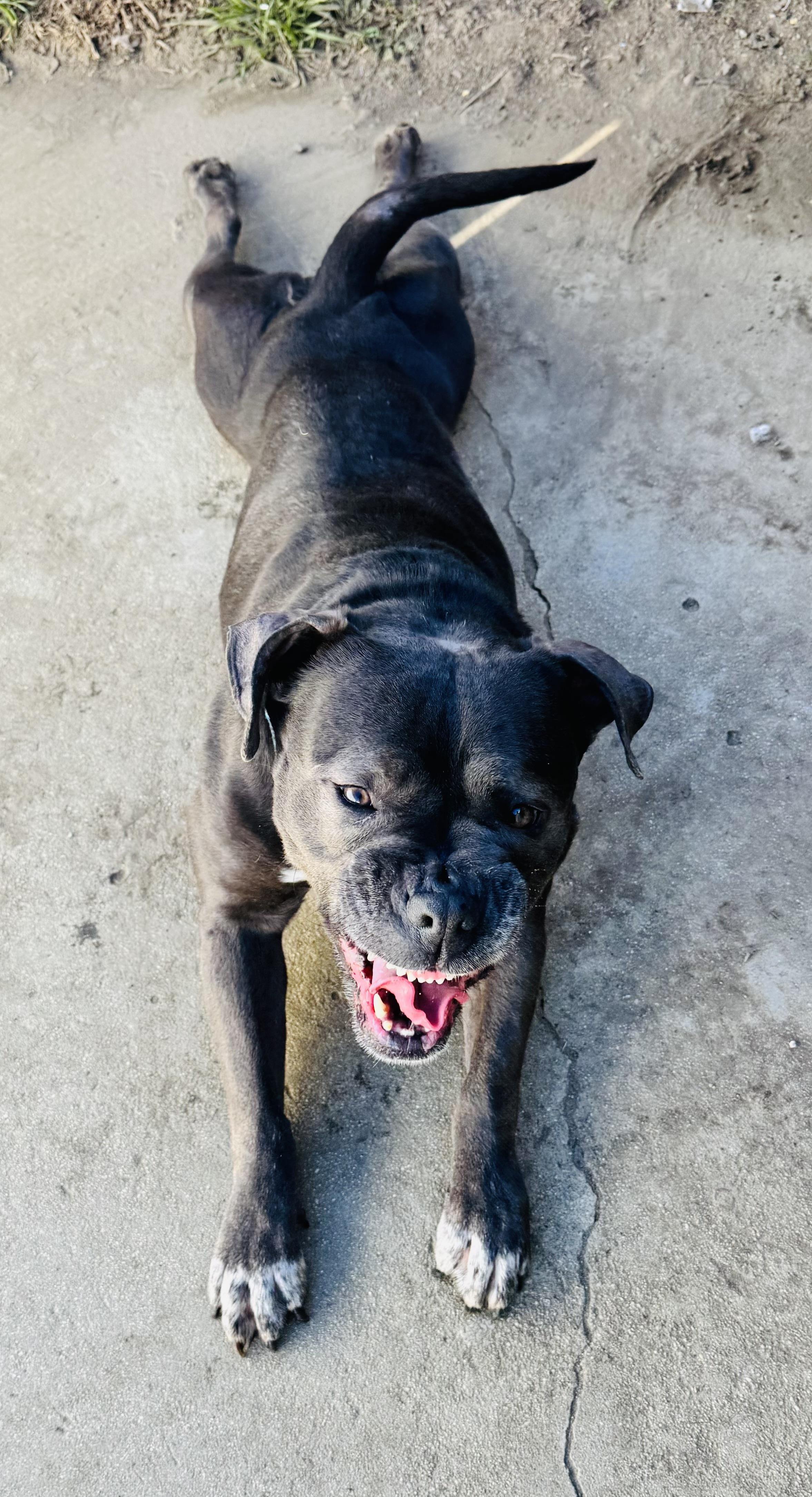 Enlarge Boujee, a Adoptable Staffordshire Bull Terrier in Reno, NV image 4/6