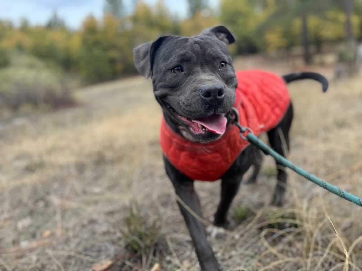 Enlarge Boujee, a Adoptable Staffordshire Bull Terrier in Reno, NV image 6/6