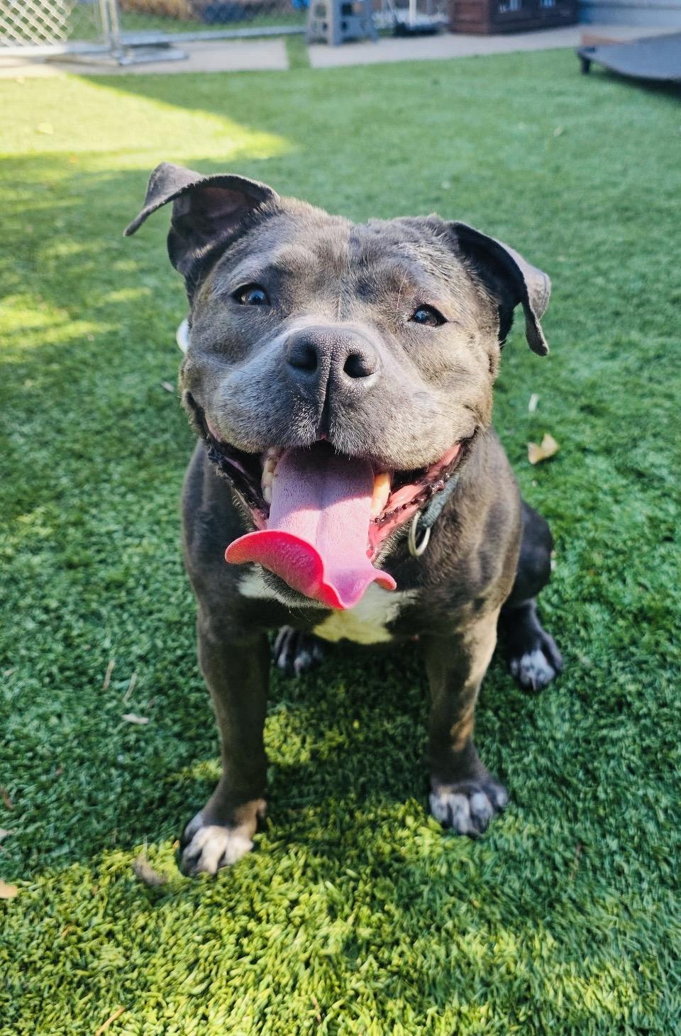 Boujee, Adoptable, Adult Female Staffordshire Bull Terrier.