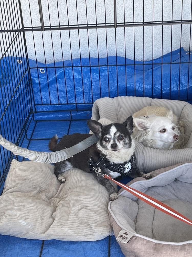 Princess, Adopted, Senior Female Chihuahua.