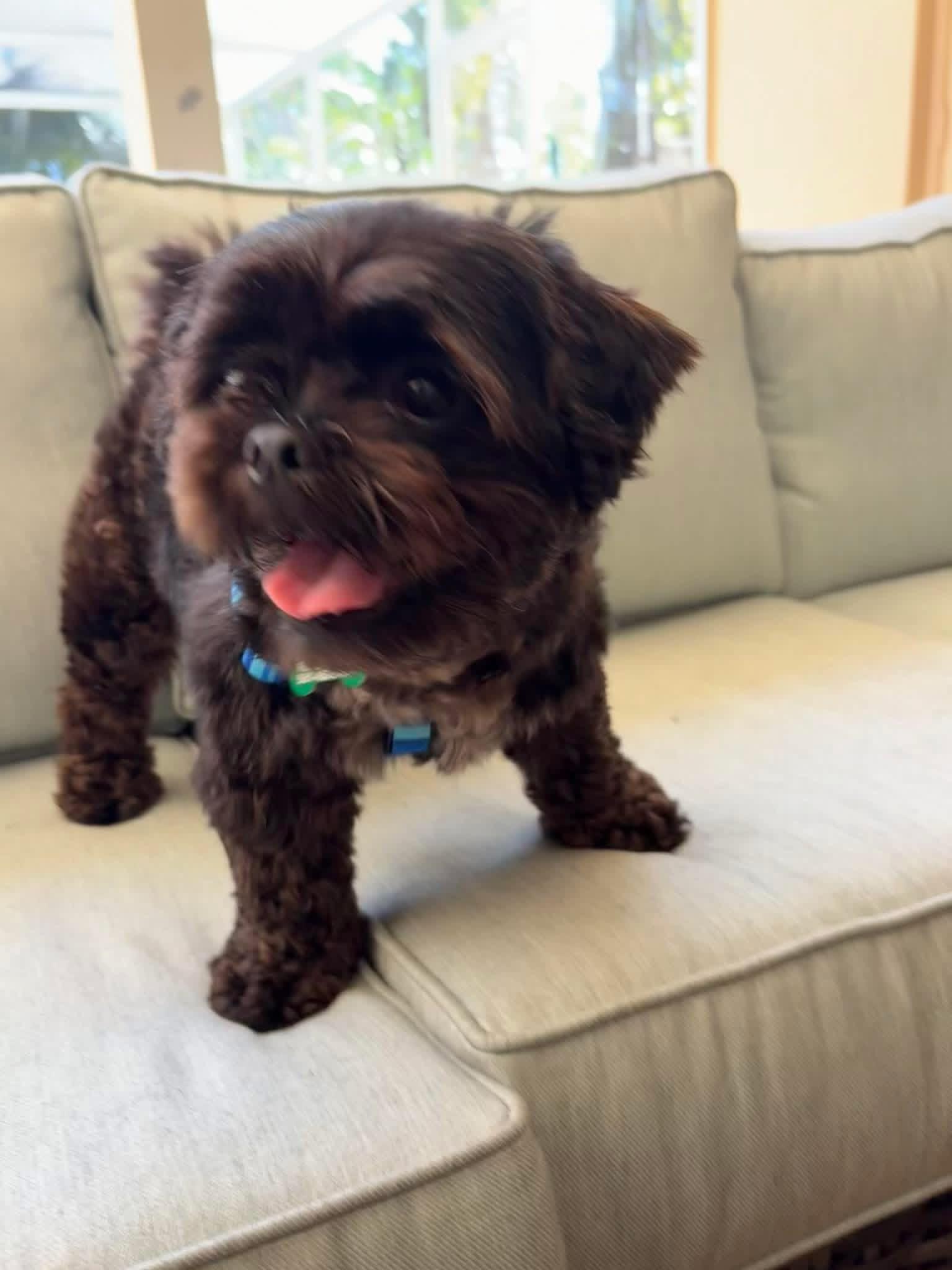 Enlarge Cookie , an adopted Shih Tzu in Boynton Beach, FL image 1/5