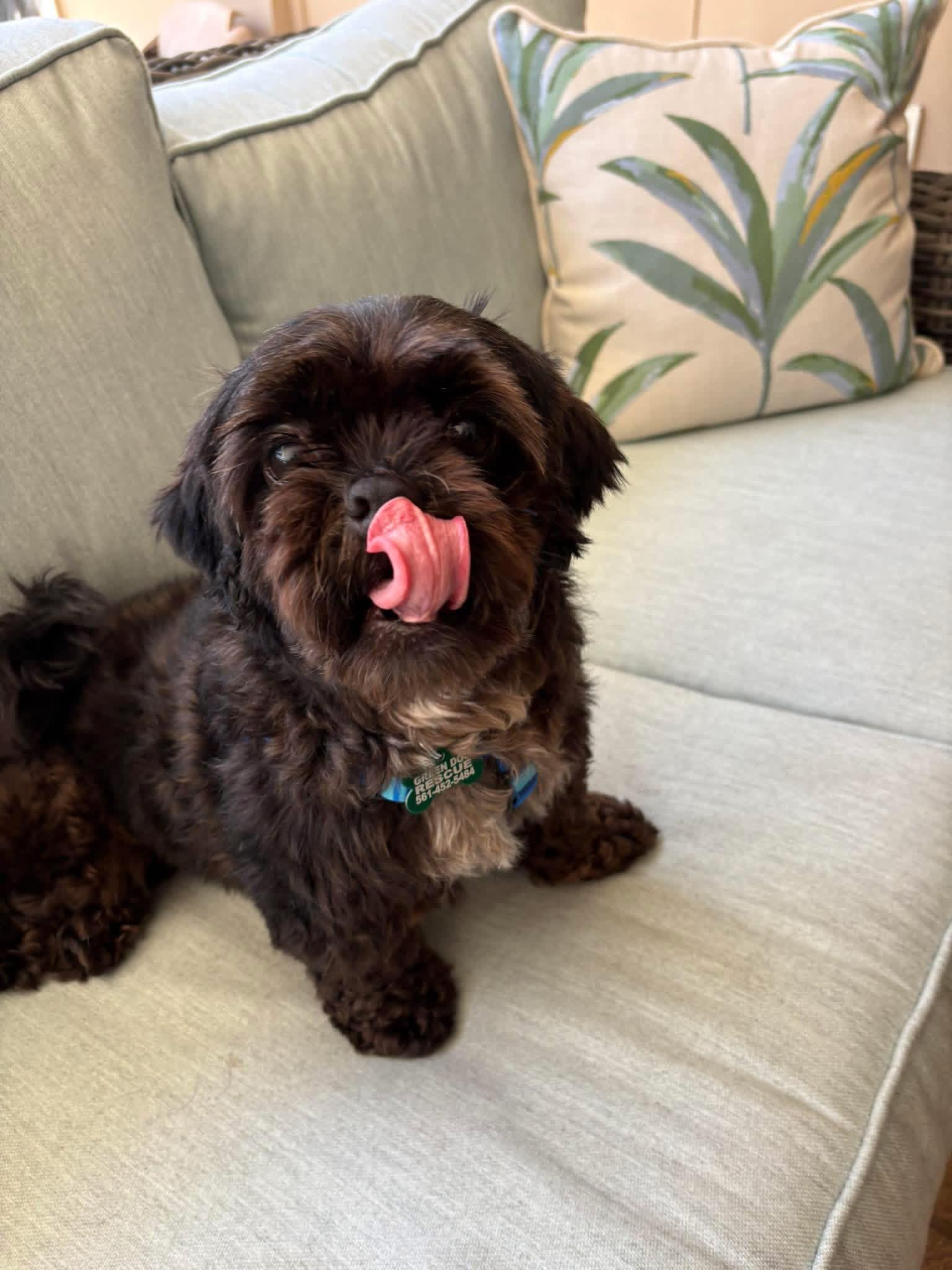 Enlarge Cookie , an adopted Shih Tzu in Boynton Beach, FL image 2/5