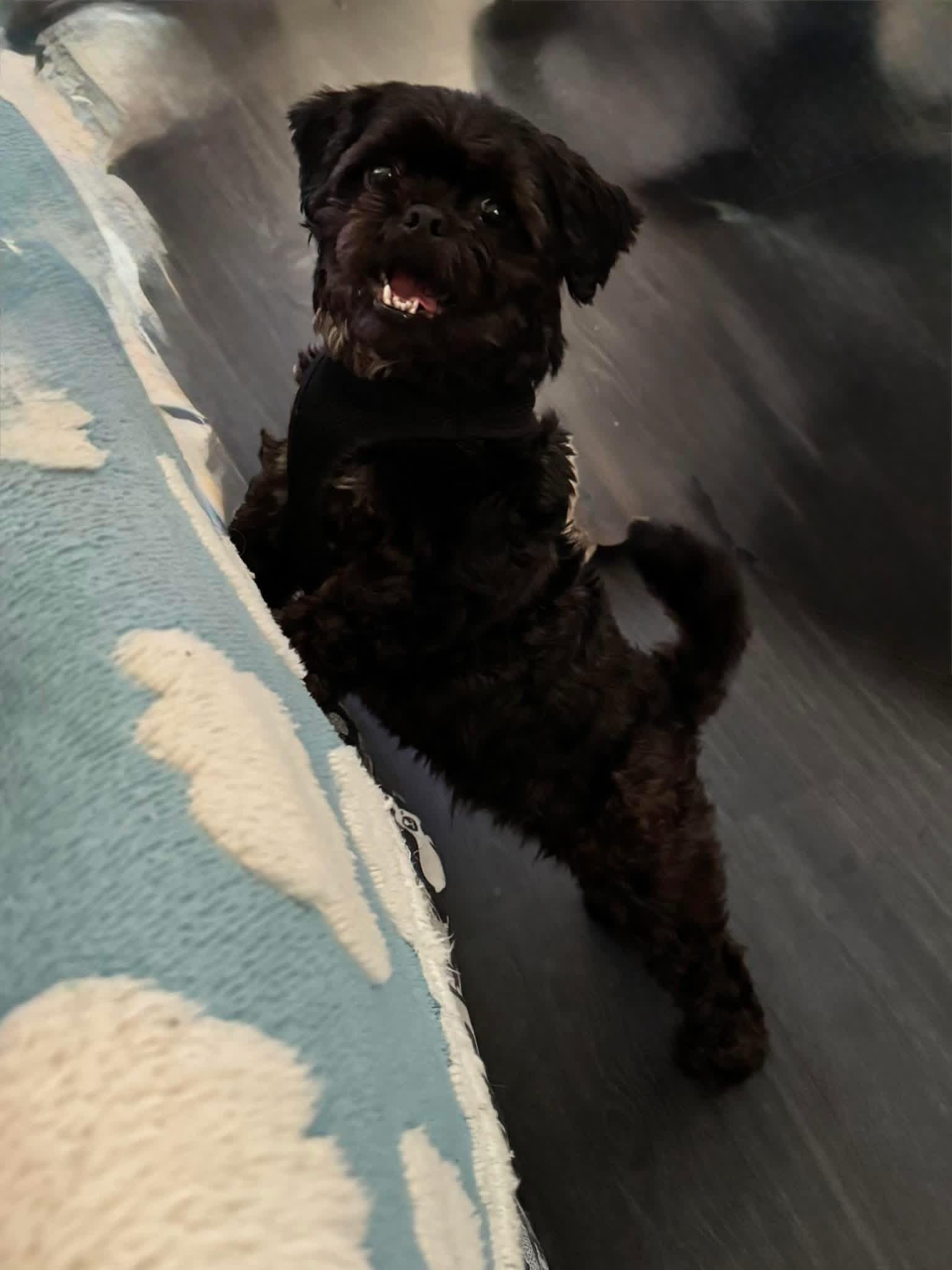 Enlarge Cookie , an adopted Shih Tzu in Boynton Beach, FL image 3/5