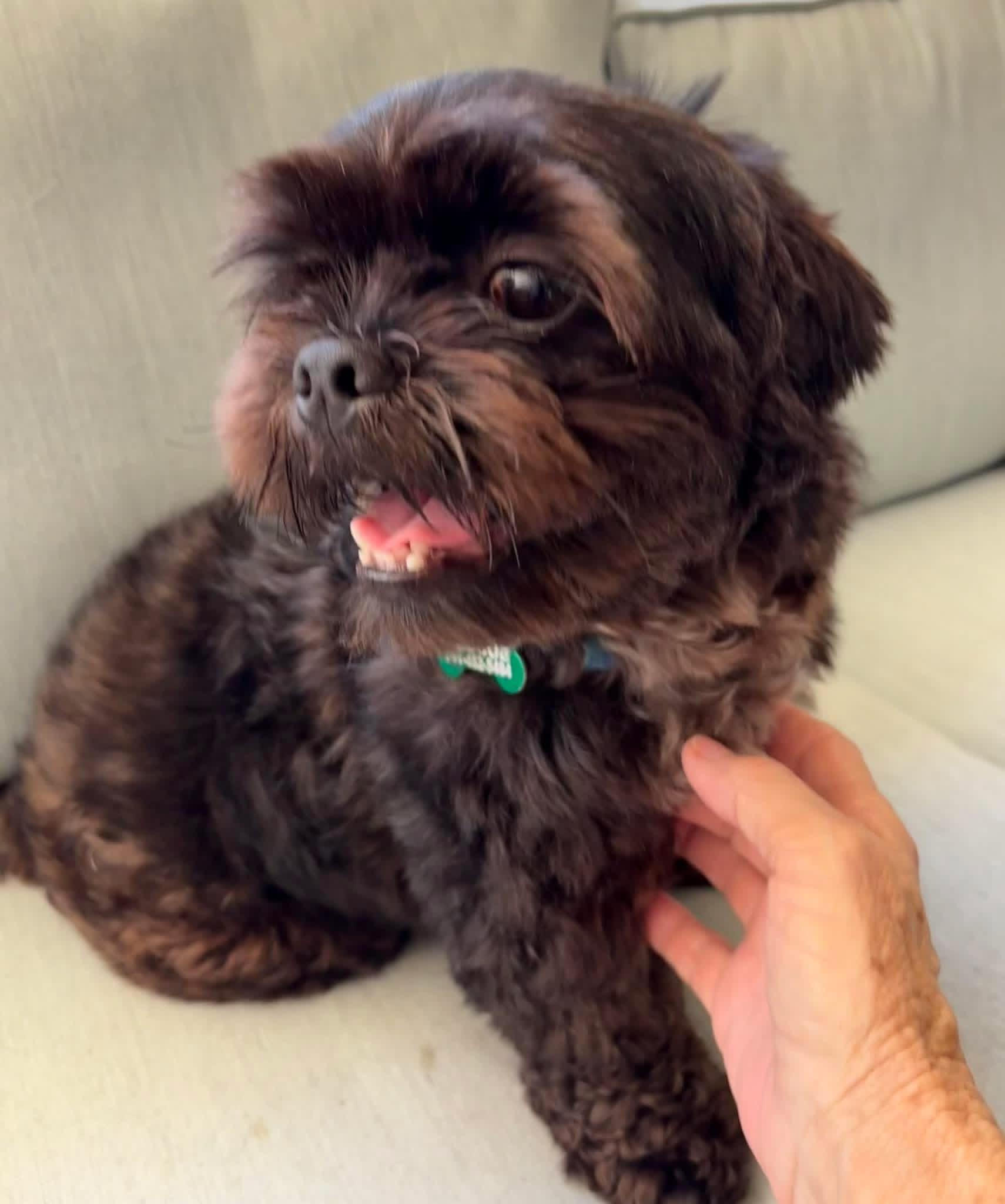 Enlarge Cookie , an adopted Shih Tzu in Boynton Beach, FL image 5/5