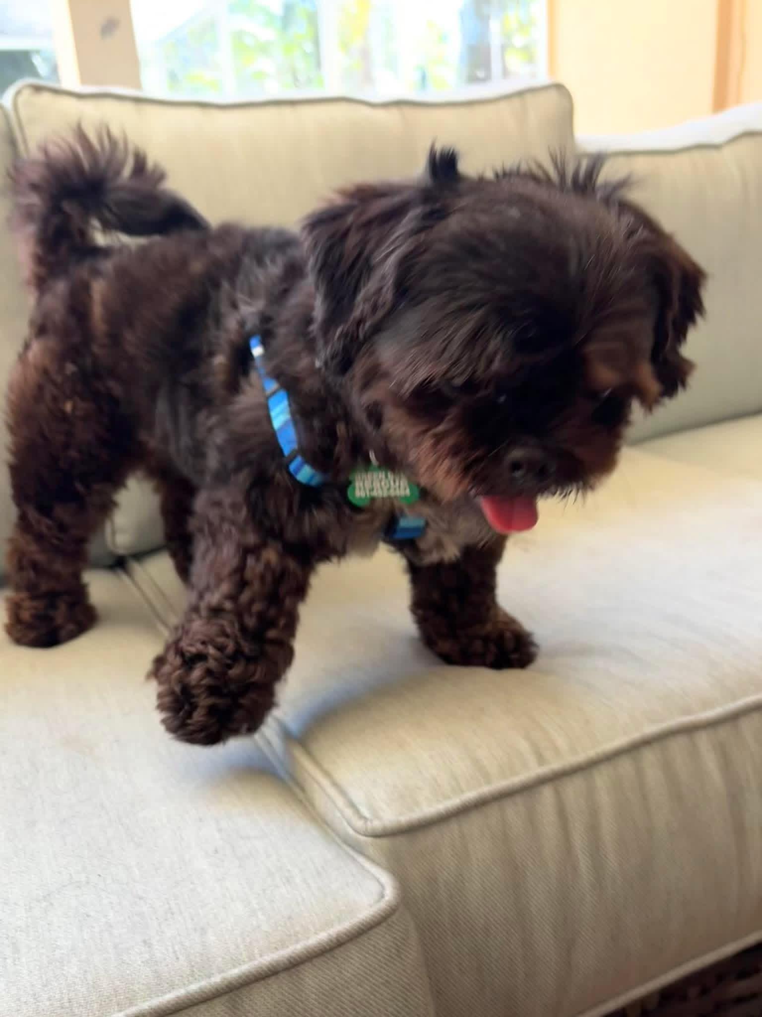 Enlarge Cookie , an adopted Shih Tzu in Boynton Beach, FL image 4/5