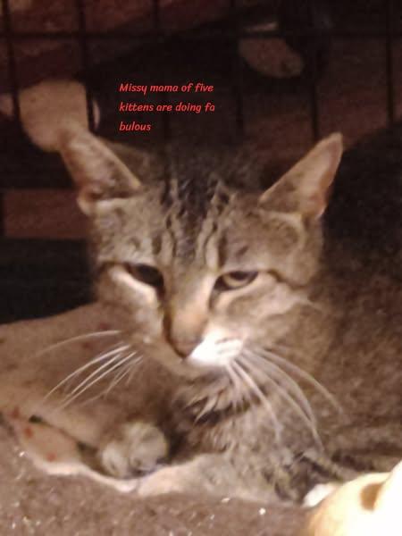 Enlarge Missy, a Adoptable Domestic Short Hair in Spencerville, ON image 1/5