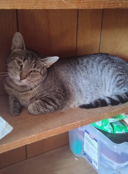 Enlarge Missy, a Adoptable Domestic Short Hair in Spencerville, ON image 2/5