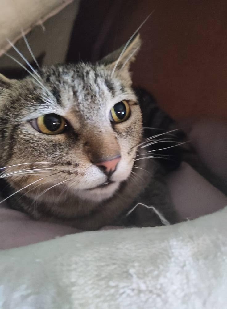 Enlarge Missy, a Adoptable Domestic Short Hair in Spencerville, ON image 3/5