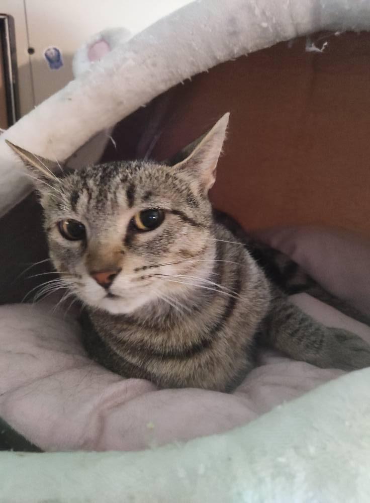 Enlarge Missy, a Adoptable Domestic Short Hair in Spencerville, ON image 4/5