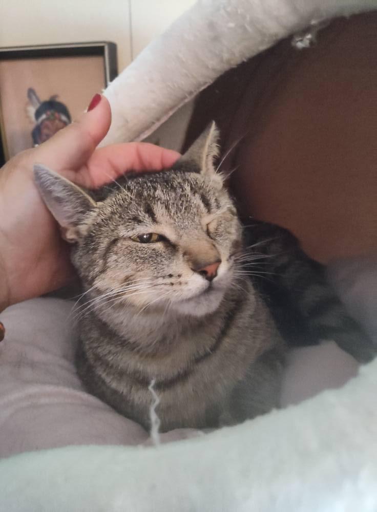 Enlarge Missy, a Adoptable Domestic Short Hair in Spencerville, ON image 5/5